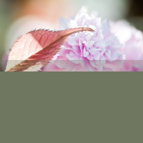 Blumenbine Floristikstudio Blumen für besondere Anlässe Blumenbine Floristikstudio Blumen für besondere Anlässe