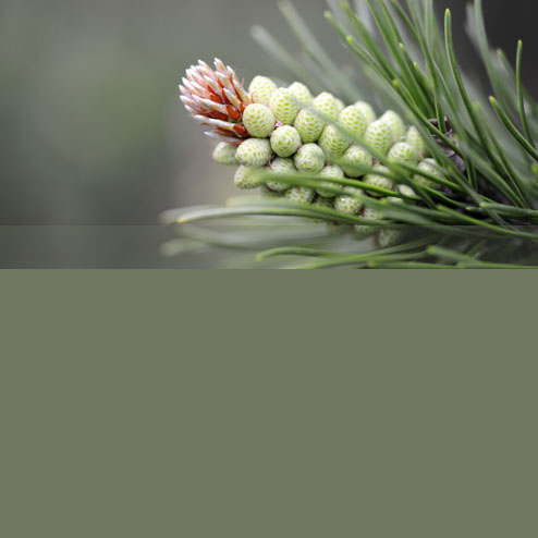 Blumenbine Floristikstudio Firmenservice Blumenbine Floristikstudio Firmenservice