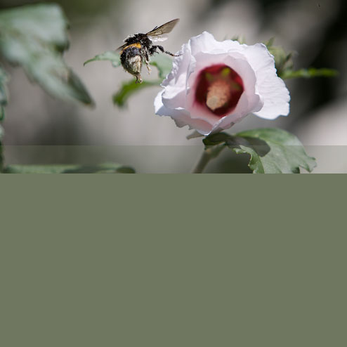 Blumenbine Floristikstudio Kontakt Blumenbine Floristikstudio Kontakt